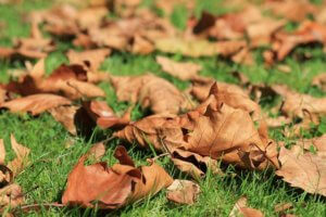 fall foliage